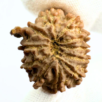 Antique 11 Mukhi Ganesh Rudraksha (Nepal Origin- 24.45 MM | 3.88 Gms) - Image 3