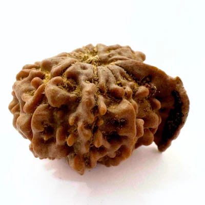 Antique 11 Mukhi Ganesh Rudraksha (Nepal Origin- 24.45 MM | 3.88 Gms) - Image 4