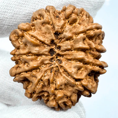 Antique 11 Mukhi Rudraksha (Nepal Origin- 31.20 MM | 8.18 Gms) - Image 3