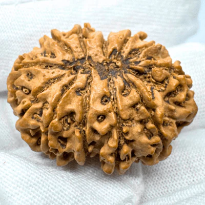 Antique 11 Mukhi Rudraksha (Nepal Origin-  33.34 MM | 6.19 Gms) - Image 3