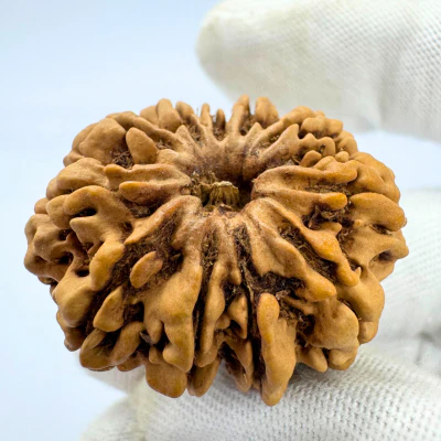 Antique 11 Mukhi Rudraksha (Nepal Origin-  32.83 MM | 7.00 Gms) - Image 3