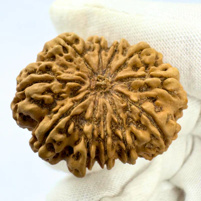 Antique 11 Mukhi Rudraksha (Nepal Origin- 33.06 MM | 6.59 Gms) - Image 3