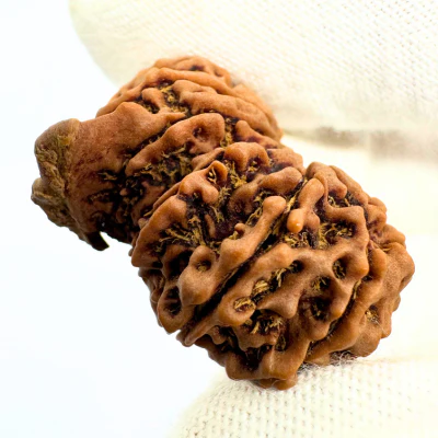 Antique 12 Mukhi Ganesh Rudraksha (Nepal Origin- 31.17 MM | 6.25 Gms) - Image 3
