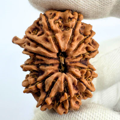 Antique 12 Mukhi Ganesh Rudraksha (Nepal Origin- 31.17 MM | 6.25 Gms) - Image 4