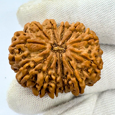 Antique 12 Mukhi Rudraksha (Nepal Origin- 33.68 MM | 8.00 Gms) - Image 3