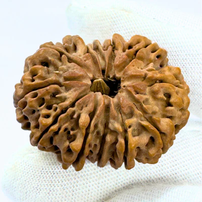 Antique 12 Mukhi Rudraksha (Nepal Origin- 33.15 MM | 6.59 Gms) - Image 3