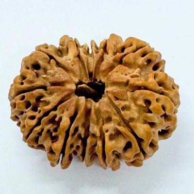 Antique 12 Mukhi Rudraksha (Nepal Origin- 33.15 MM | 6.59 Gms) - Image 4