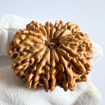 Antique 12 Mukhi Rudraksha (Nepal Origin- 33.54 MM | 7.31 Gms) - Image 3