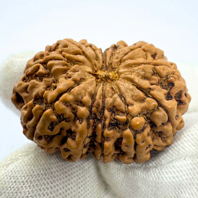 Antique 12 Mukhi Rudraksha (Nepal Origin- 33.90 MM | 6.08 Gms) - Image 3