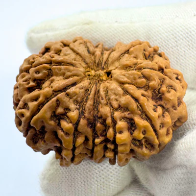Antique 12 Mukhi Rudraksha (Nepal Origin- 33.90 MM | 6.08 Gms) - Image 4