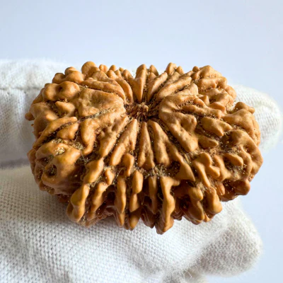 Antique 12 Mukhi Rudraksha (Nepal Origin- 33.73 MM | 7.56 Gms) - Image 3