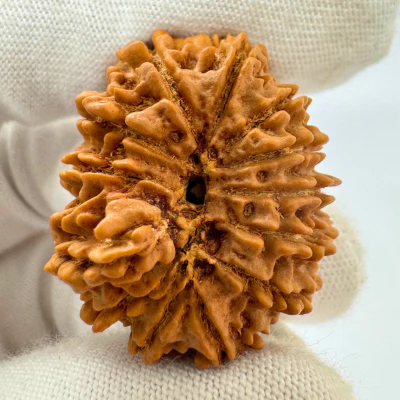 Antique 13 Mukhi Ganesh Rudraksha (Nepal Origin- 31.14 MM | 6.30 Gms) - Image 3