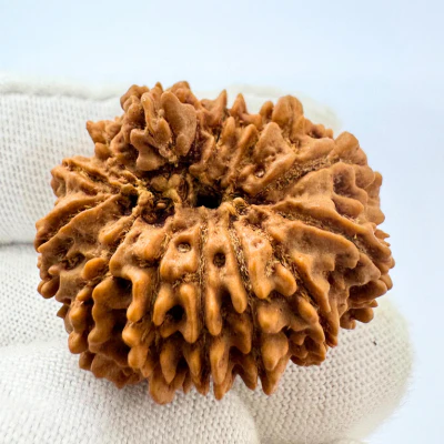 Antique 13 Mukhi Ganesh Rudraksha (Nepal Origin- 31.14 MM | 6.30 Gms) - Image 4