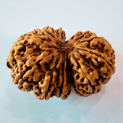 Antique 13 Mukhi Gaurishankar Rudraksha (Nepal Origin- 39.85 mm) - Image 3
