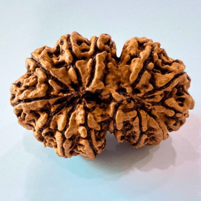 Antique 13 Mukhi Gaurishankar Rudraksha (Nepal Origin- 39.85 mm) - Image 4