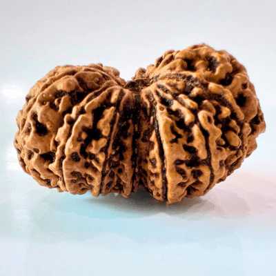 Antique 13 Mukhi Gaurishankar Rudraksha (Nepal Origin- 39.85 mm) - Image 5