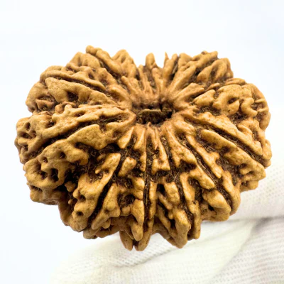 Antique 13 Mukhi Rudraksha (Nepal Origin - 35.01 MM | 7.35 Gms) - Image 3
