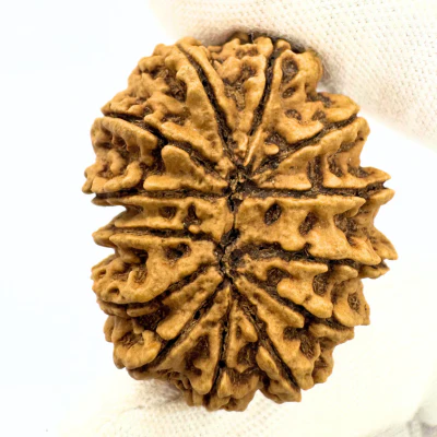 Antique 13 Mukhi Rudraksha (Nepal Origin - 35.01 MM | 7.35 Gms) - Image 4