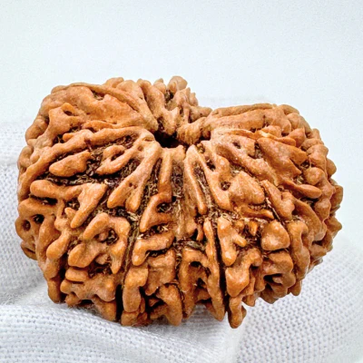 Antique 13 Mukhi Rudraksha (Nepal Origin - 33.42 MM | 8.35 Gms) - Image 3