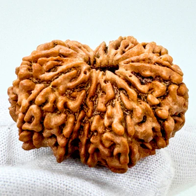 Antique 13 Mukhi Rudraksha (Nepal Origin - 33.42 MM | 8.35 Gms) - Image 4