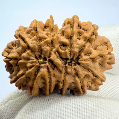Antique 13 Mukhi Gaurishankar Rudraksha (Nepal Origin - 35.14 MM | 6.89 Gms) - Image 3