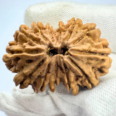 Antique 13 Mukhi Gaurishankar Rudraksha (Nepal Origin - 35.14 MM | 6.89 Gms) - Image 4