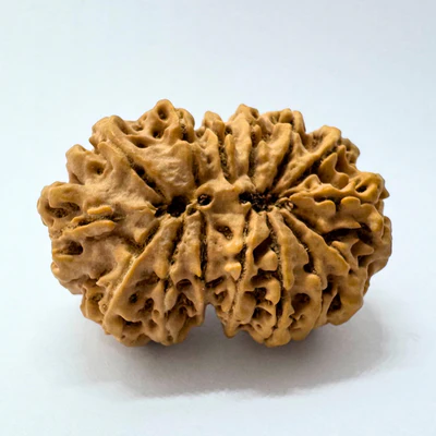 Antique 14 Mukhi Gaurishankar Rudraksha (Nepal Origin - 41.00 MM| 10.35 Gms) - Image 2