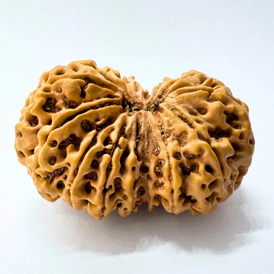 Antique 14 Mukhi Gaurishankar Rudraksha (Nepal Origin - 41.00 MM| 10.35 Gms) - Image 3