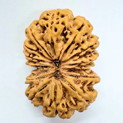 Antique 14 Mukhi Gaurishankar Rudraksha (Nepal Origin - 41.00 MM| 10.35 Gms) - Image 4
