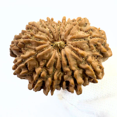 Antique 14 Mukhi Rudraksha (Nepal Origin - 32.34 MM | 6.61 Gms) - Image 3