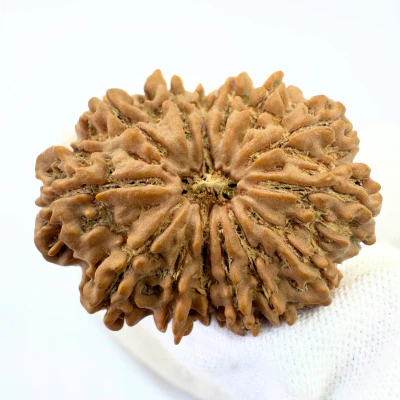 Antique 14 Mukhi Rudraksha (Nepal Origin - 32.34 MM | 6.61 Gms) - Image 4