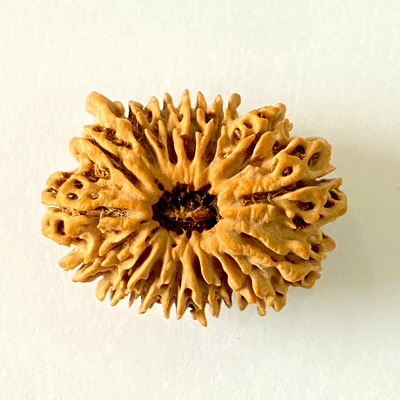 Antique 16 Mukhi with Ganesh Rudraksha (Nepal Origin- 29.29 MM) - Image 3