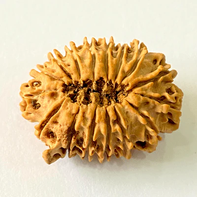 Antique 16 Mukhi with Ganesh Rudraksha (Nepal Origin- 29.29 MM) - Image 4