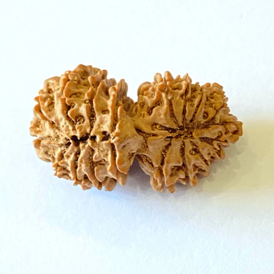 Antique 19 Mukhi Gaurishankar Rudraksha (Nepal Origin- 34.30 MM) - Image 3