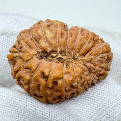 Antique 18 Mukhi Rudraksha (Indonesian Origin - 23.67 MM | 3.00 Gms) - Image 3