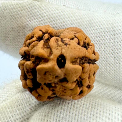 Antique 2 Mukhi Rudraksha (Nepal Origin- 23.74 x 16.07 MM | 2.13 Gms) - Image 2