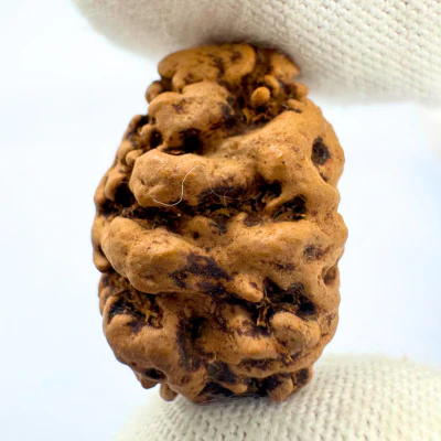 Antique 2 Mukhi Rudraksha (Nepal Origin- 23.74 x 16.07 MM | 2.13 Gms) - Image 3