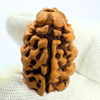 Antique 2 Mukhi Rudraksha (Nepal Origin- 23.74 x 16.07 MM | 2.13 Gms) - Image 4