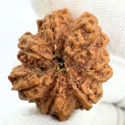 Antique 7 Mukhi Rudraksha (Nepal Origin - 30.27 MM | 7.23 Gms) - Image 2