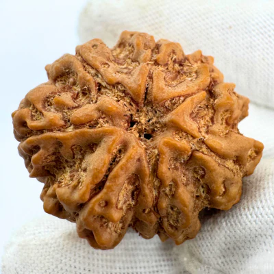 Antique 7 Mukhi Rudraksha (Nepal Origin - 30.27 MM | 7.23 Gms) - Image 3