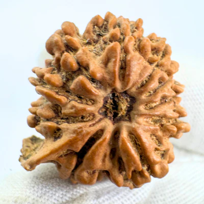 Antique 9 Mukhi Ganesh Rudraksha (Nepal Origin- 25.48 MM | 4.38 Gms) - Image 2