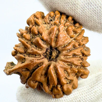 Antique 9 Mukhi Ganesh Rudraksha (Nepal Origin- 25.48 MM | 4.38 Gms) - Image 3
