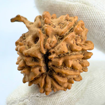 Antique 9 Mukhi Ganesh Rudraksha (Nepal Origin- 25.48 MM | 4.38 Gms) - Image 4