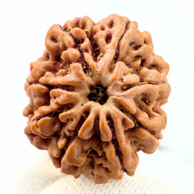 Antique 8 Mukhi Ganesh Rudraksha (Nepal Origin- 23.42 MM | 3.38 Gms) - Image 3