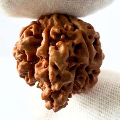Antique 7 Mukhi Ganesh Rudraksha (Nepal Origin- 21.25 MM | 3.43 Gms) - Image 2