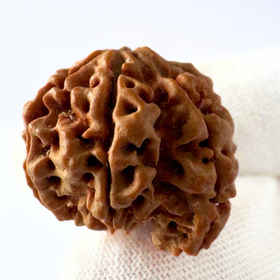 Antique 7 Mukhi Ganesh Rudraksha (Nepal Origin- 21.25 MM | 3.43 Gms) - Image 3