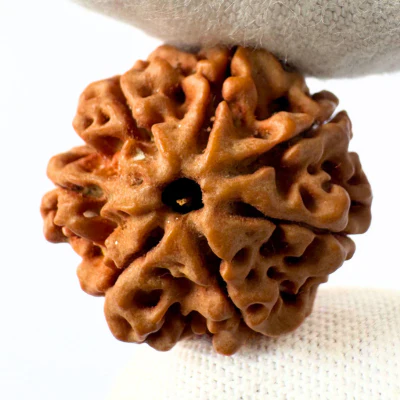 Antique 7 Mukhi Ganesh Rudraksha (Nepal Origin- 21.25 MM | 3.43 Gms) - Image 4