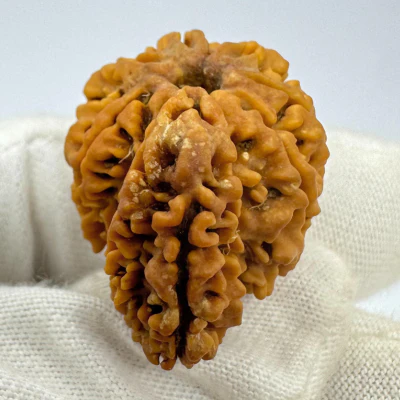 Antique 9 Mukhi Ganesh Rudraksha (Nepal Origin- 30.08 MM | 4.62 Gms) - Image 3
