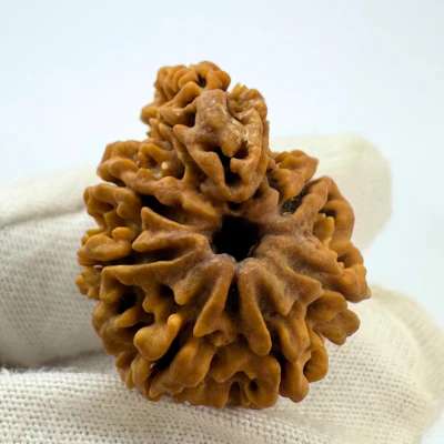 Antique 9 Mukhi Ganesh Rudraksha (Nepal Origin- 30.08 MM | 4.62 Gms) - Image 4