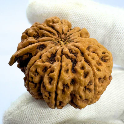 Antique 9 Mukhi Ganesh Rudraksha (Nepal Origin- 30.38 MM | 5.16 Gms) - Image 3